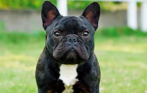 最笨的狗有哪些？都是赫赫有名的狗狗