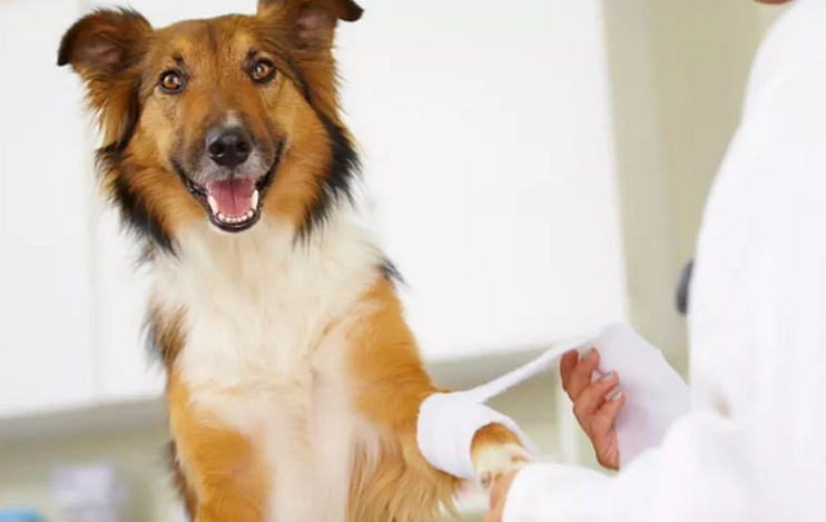 狗狗伤口能外敷阿莫西林吗？我来告诉你！