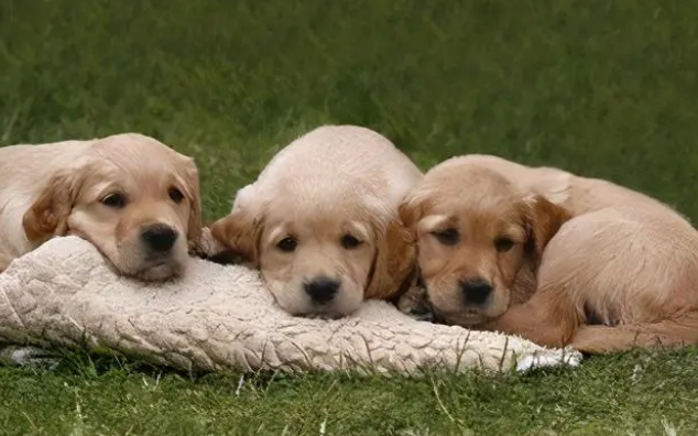 狗狗洗澡需要注意点什么?这些事情,你都知道吗 狗狗洗澡需要注意点什么?这些事情,你都知道吗