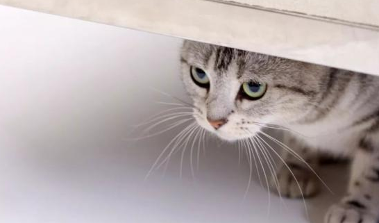 猫看见什么颜色害怕？你绝对想不到