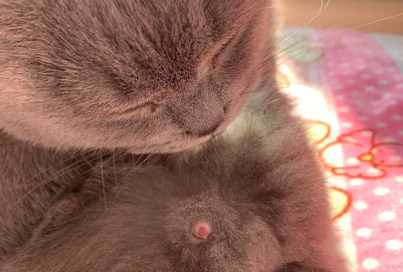 猫的丁丁为什么会出来？主人要注意了