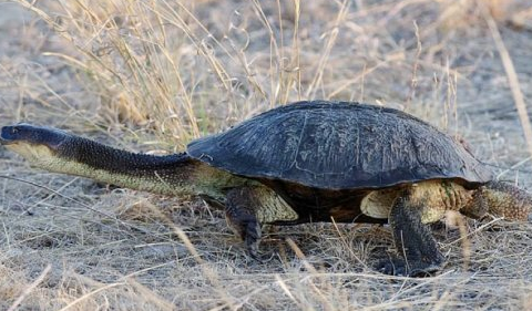 长颈龟腐甲怎么治疗?主人可以来学习下 长颈龟腐甲怎么治疗?主人可以来学习下