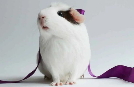 荷兰鼠掉毛秃了怎么办？来看看怎么解决吧