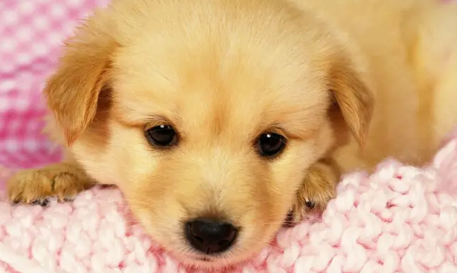 幼犬轻微感冒怎么治？方法很简单