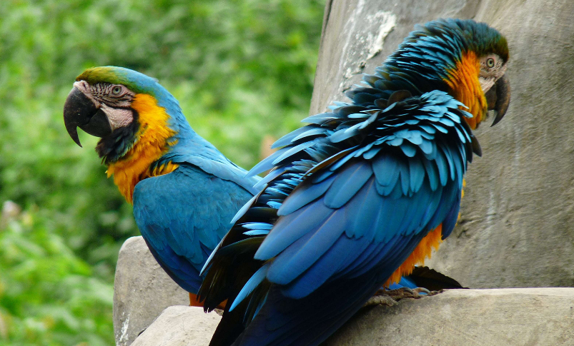 蓝喉金刚鹦鹉好养吗？要注意这七点