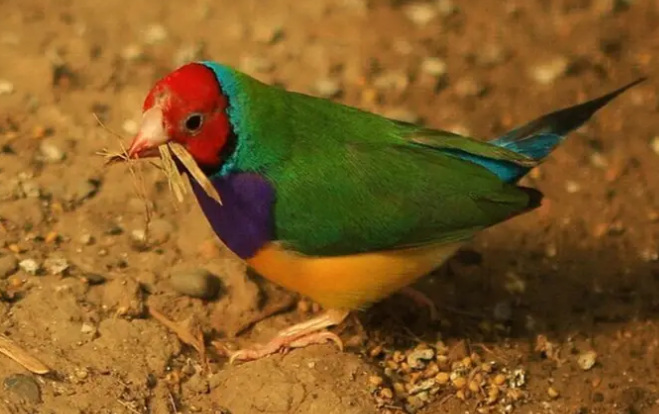 七彩文鸟过冬注意事项，有必要get一下~