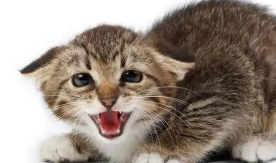 猫飞机耳是怎么回事？此文见真章~