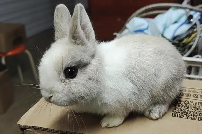 侏儒兔不吃不喝，怎么回事？