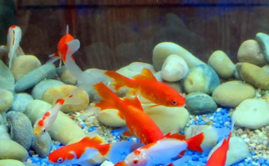 来看看鱼缸水质发白怎么处理 来看看鱼缸水质发白怎么处理