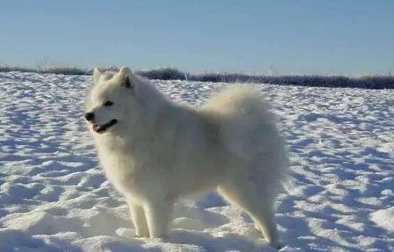 为什么有的萨摩体型较小？这些我们要知道