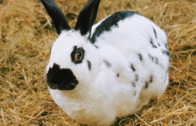 獭兔好不好养，看这个就知道了！