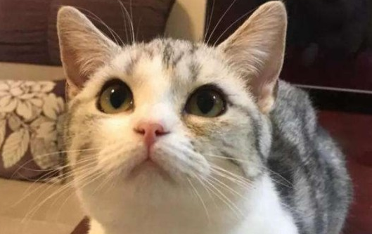 为什么抓猫咪后颈它就不动了？原因竟是如此