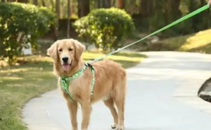 狗狗对主人骑跨到底是什么意思，该如何处理呢？