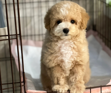 比熊和泰迪的串值钱吗?来看看吧 比熊和泰迪的串值钱吗?来看看吧