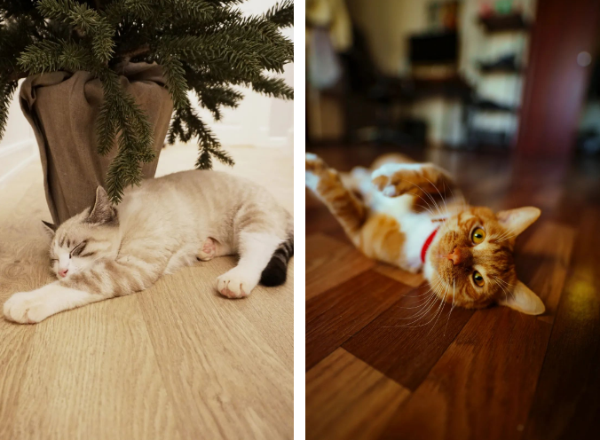 卢森地板丨为萌宠家庭带去更为安心的关怀 卢森地板丨为萌宠家庭带去更为安心的关怀