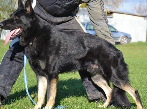 颜值超高的东德牧羊犬，居然被嫌弃了？