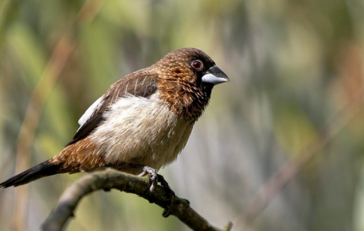 白腰文鸟怎么饲养好?我来教你方法! 白腰文鸟怎么饲养好?我来教你方法!