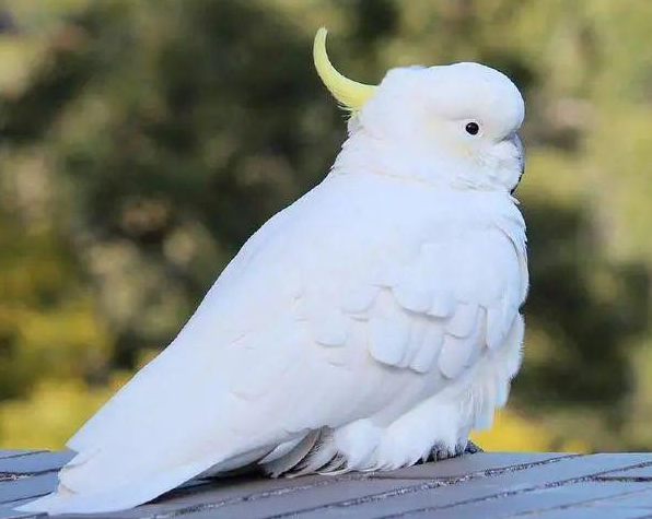 小葵花凤头鹦鹉寿命多长？有人知道吗？