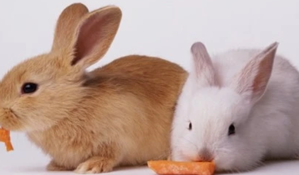 养兔经验分享：兔粮一次喂多少