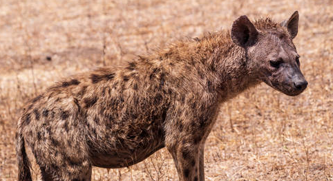 非洲野犬与鬣狗的区别是什么？来瞧瞧