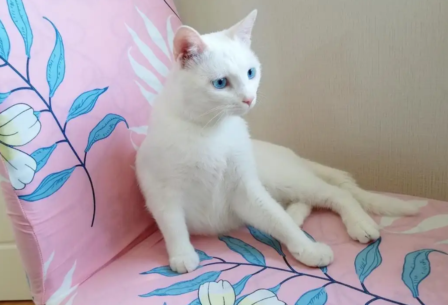 蓝色眼睛的白猫是土猫吗？看完你就知道了