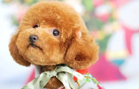 快来看看泰迪属于哪个国家的犬种？