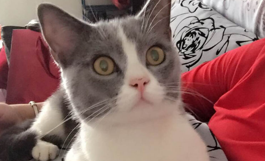 猫吃鹌鹑有什么功效？具体有这些