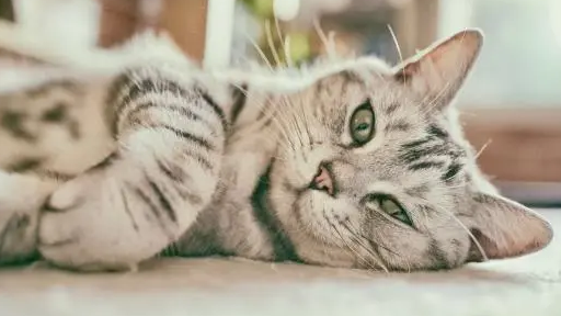 怀孕的猫能体外驱虫吗？为什么