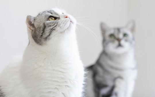 洋桔梗对猫来说有毒吗？不懂的快来看看吧~