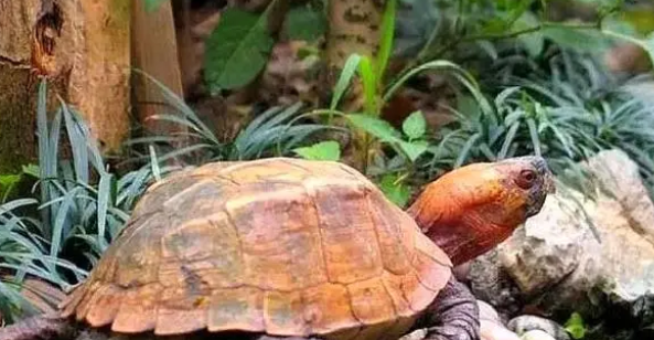 如何给乌龟正确选择晒背灯