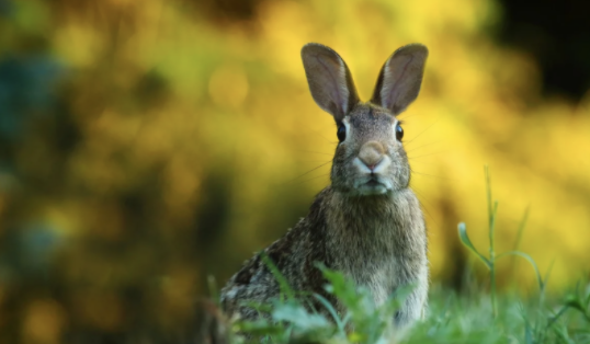 兔子怎么才会认主人?怎样和它快速熟悉起来 兔子怎么才会认主人?怎样和它快速熟悉起来