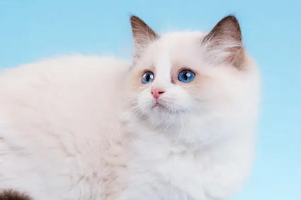 布偶猫性格怎么样，感兴趣的朋友可以来了解下！