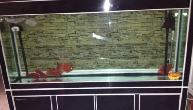 鱼缸并非一定要增氧加过滤,无过滤鱼缸的原理解析,打氧同理 鱼缸并非一定要增氧加过滤,无过滤鱼缸的原理解析,打氧同理