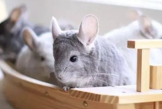 龙猫洗澡怎么洗？主人来了解下