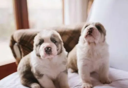 想要寄养狗狗,注意好这5点,不符合最后一条不能寄养 想要寄养狗狗,注意好这5点,不符合最后一条不能寄养