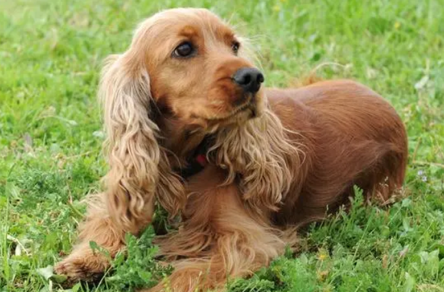 长耳朵狗狗的品种有哪些？看这就知道了！