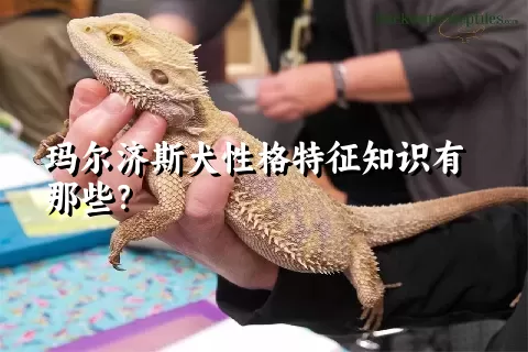玛尔济斯犬性格特征知识有那些?