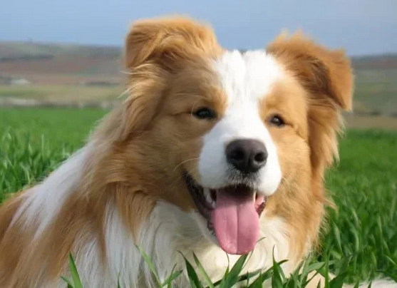 宠物体内外驱虫指南——狗狗篇