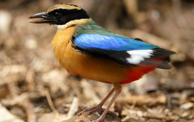 今日科普：蓝翅八色鸫是保护动物吗？