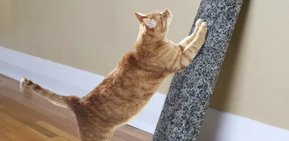 猫抓板的种类,如何教猫咪使用猫抓板 猫抓板的种类,如何教猫咪使用猫抓板
