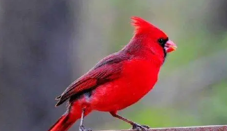 红衣主教鸟价格多少？你了解吗？