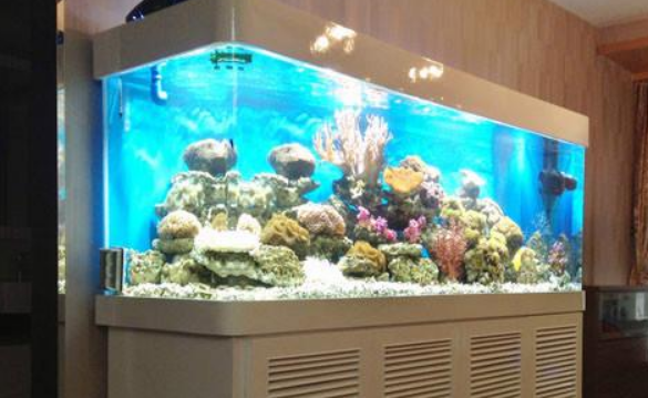 （新手入门）硝化细菌你整明白了么