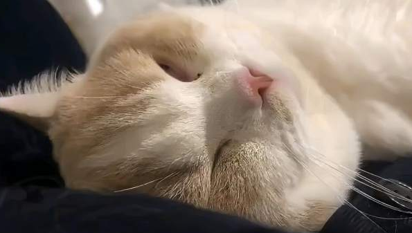 猫咪打呼噜像有痰一样怎么回事？此处有解答