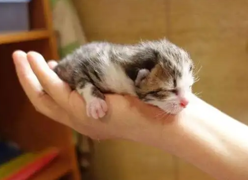 怎么让大猫接受新来的小猫？试试这几个办法