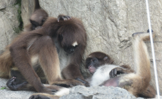关于棕蜘蛛猴的简单介绍，感兴趣的收藏一下！