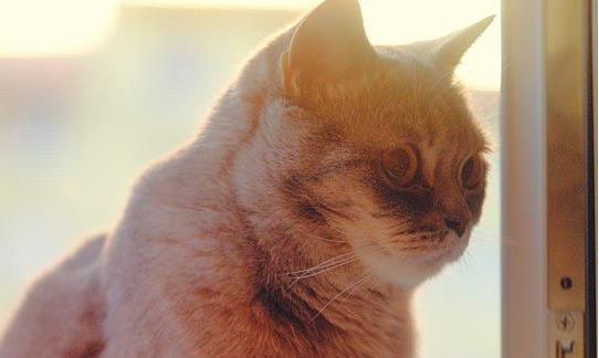 image.png幼猫可以吃葡萄吗？不知道的会很危险哦