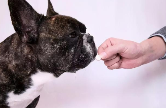 狗狗驱完虫一直挠怎么处理才更好? 狗狗驱完虫一直挠怎么处理才更好?