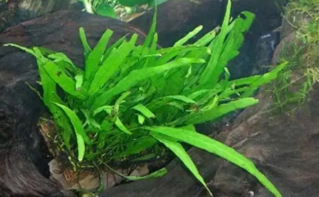 鱼缸里的水草哪种好养，试着养这几种看看