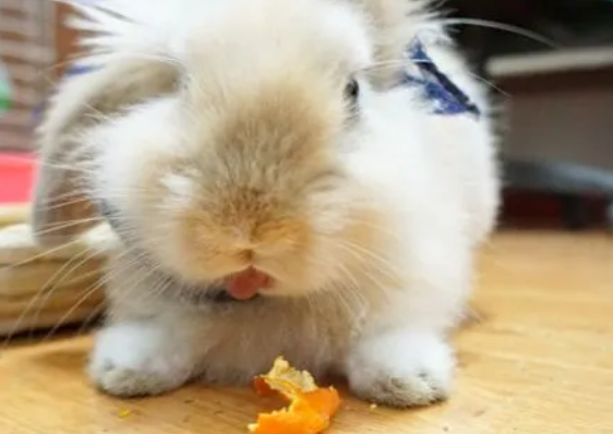 兔子能吃橘子皮吗，好奇的来看看！