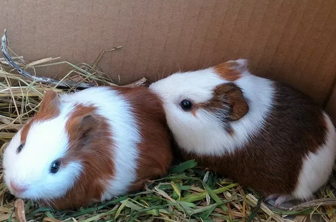 豚鼠有这些症状，说明它就快生啦！